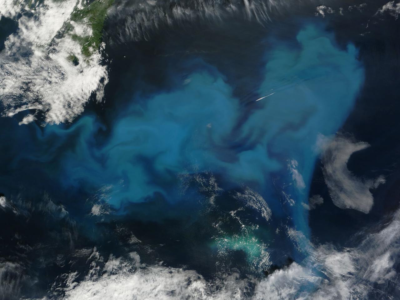Phytoplankton Bloom in North Atlantic