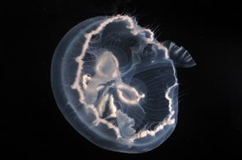 Cebimar Moon Jellyfish