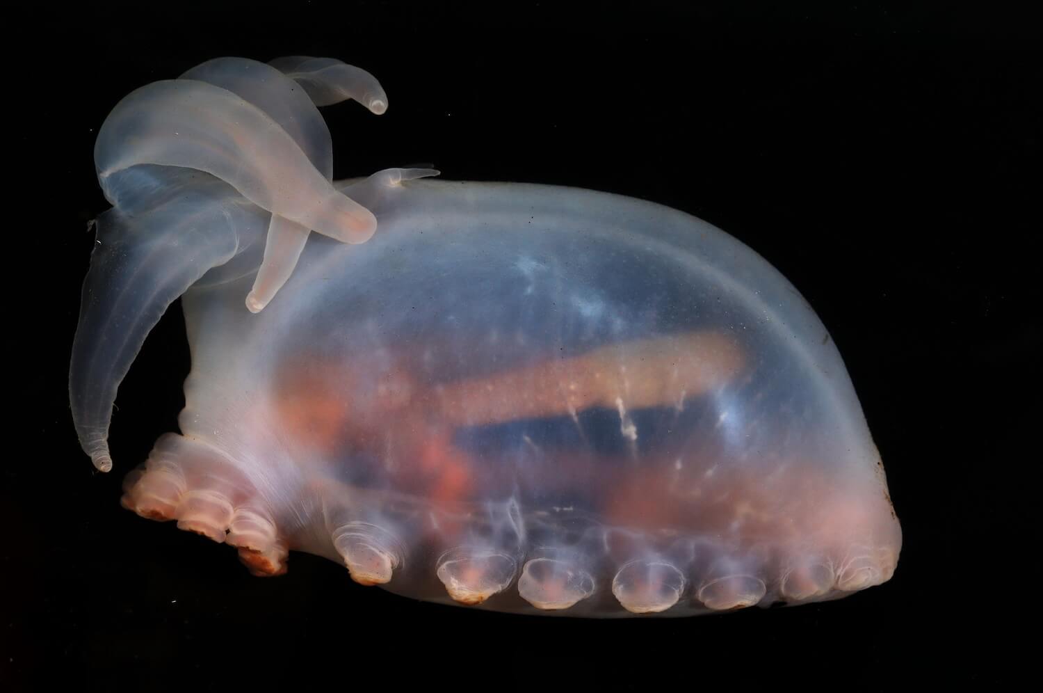 Amperima Sea Pig