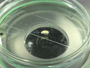 Amphipod under a microscope