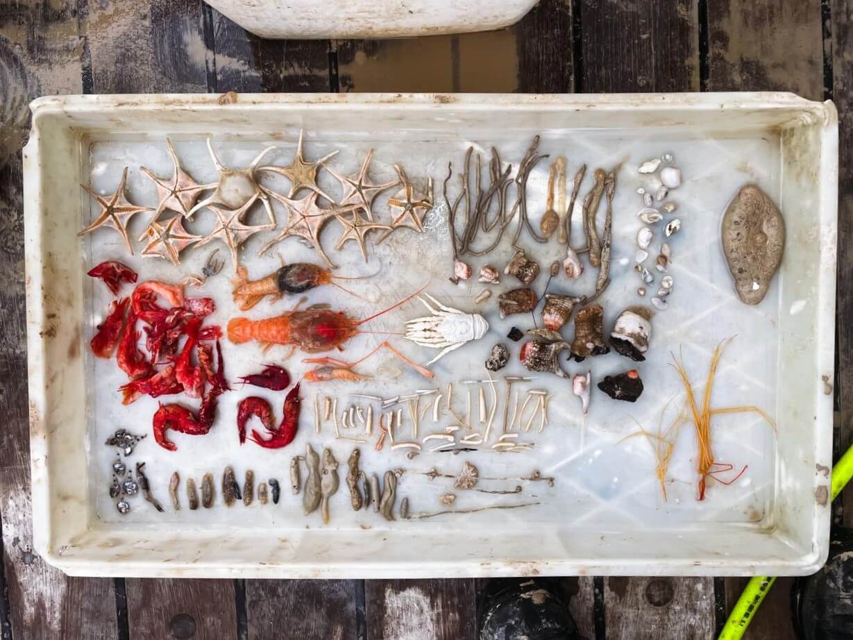 Assortment of invertebrates