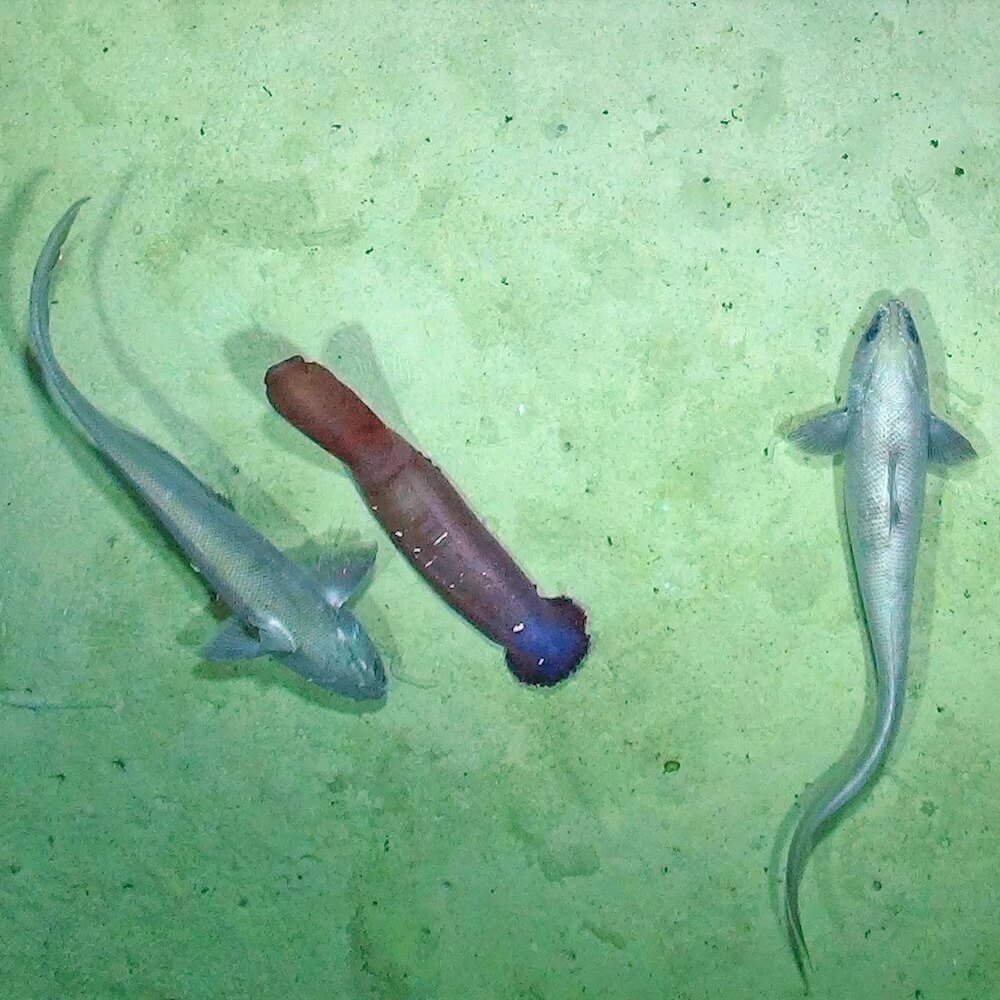 Deep sea fish and sea cucumber