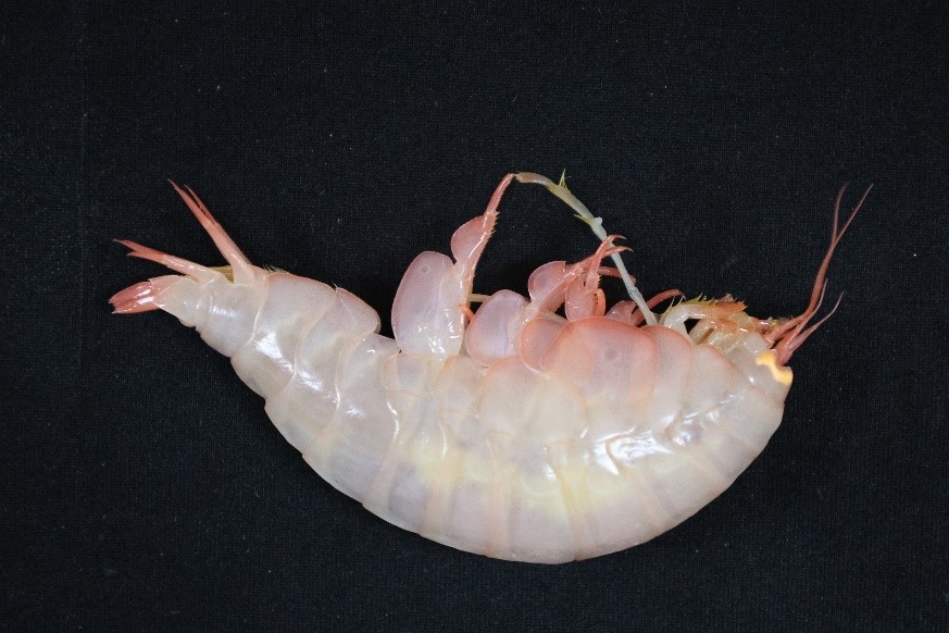 Giant amphipod