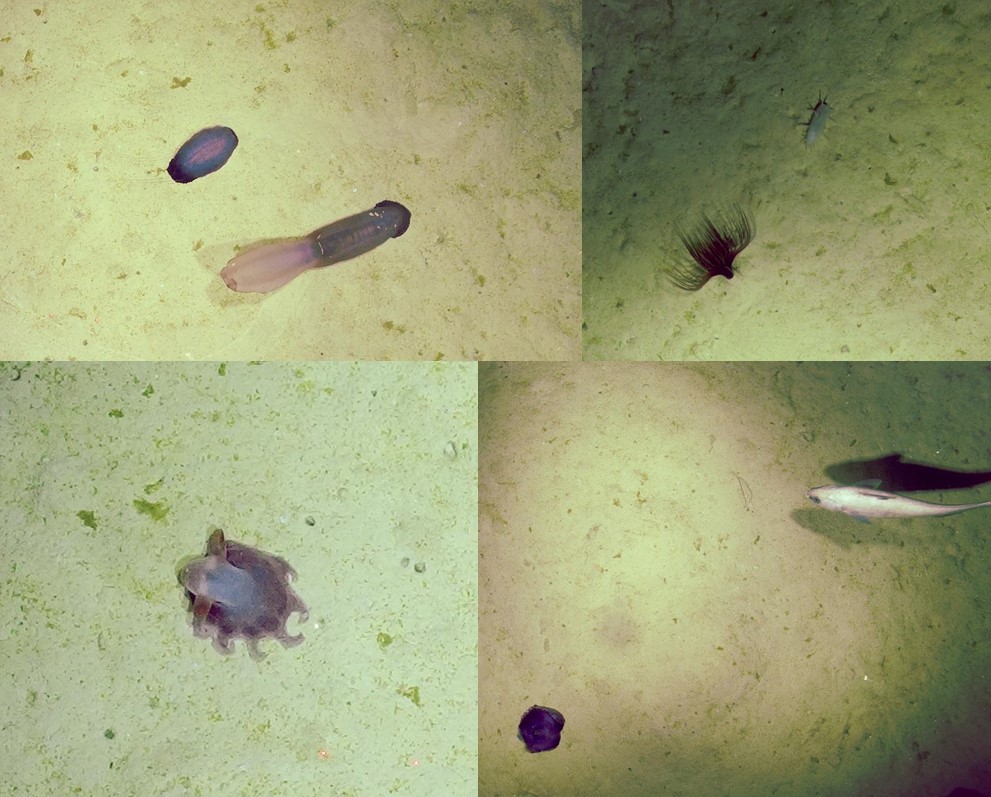 HyBIS sightings