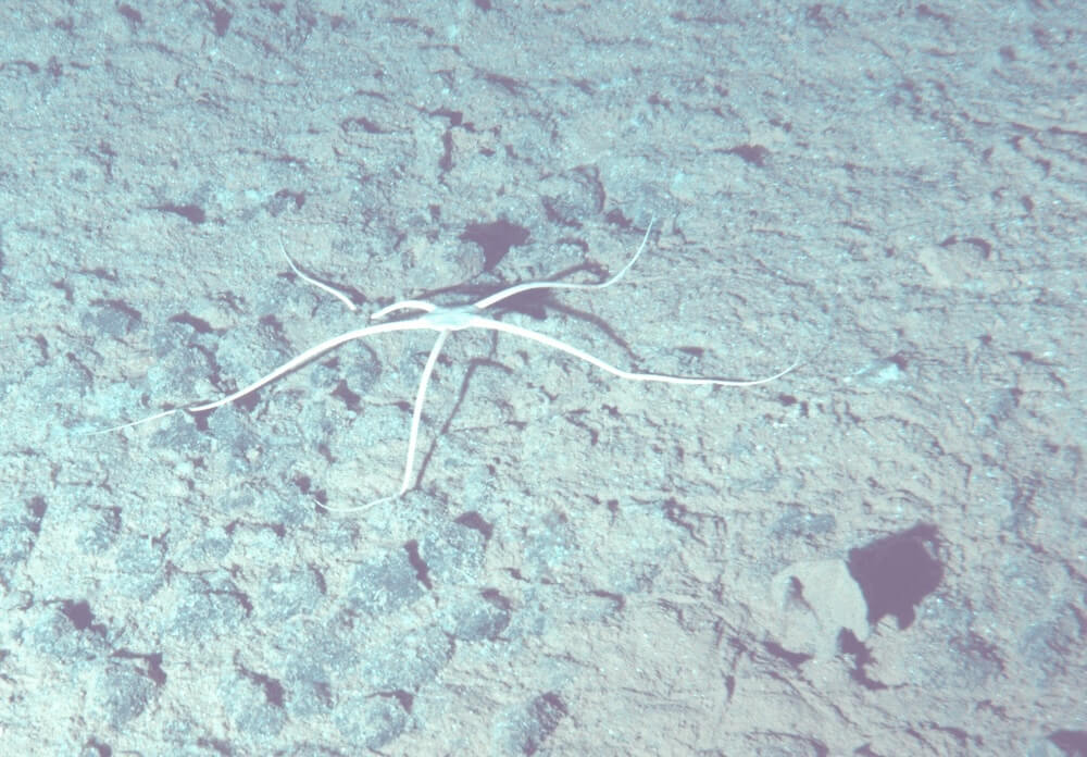 Ophiuroid