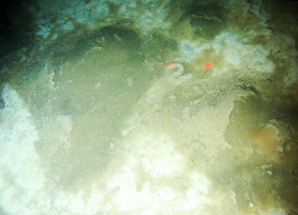 Phytodetritus in situ