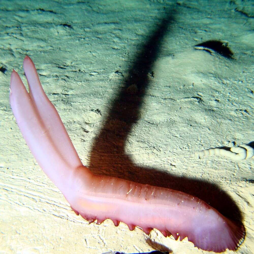 Purple sea cucumber