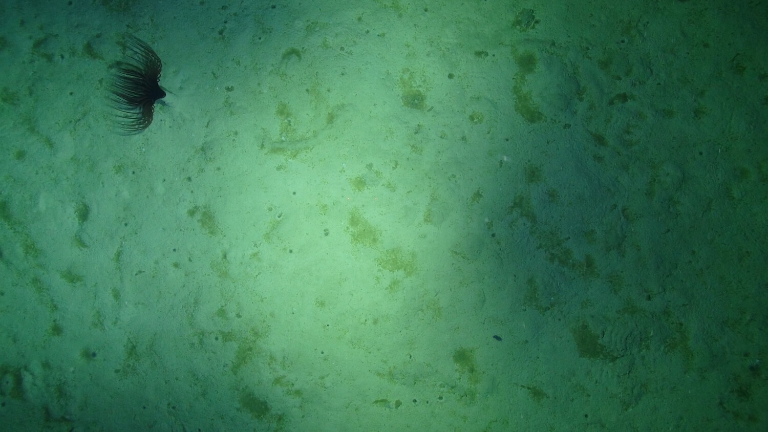 Tube welling anenome