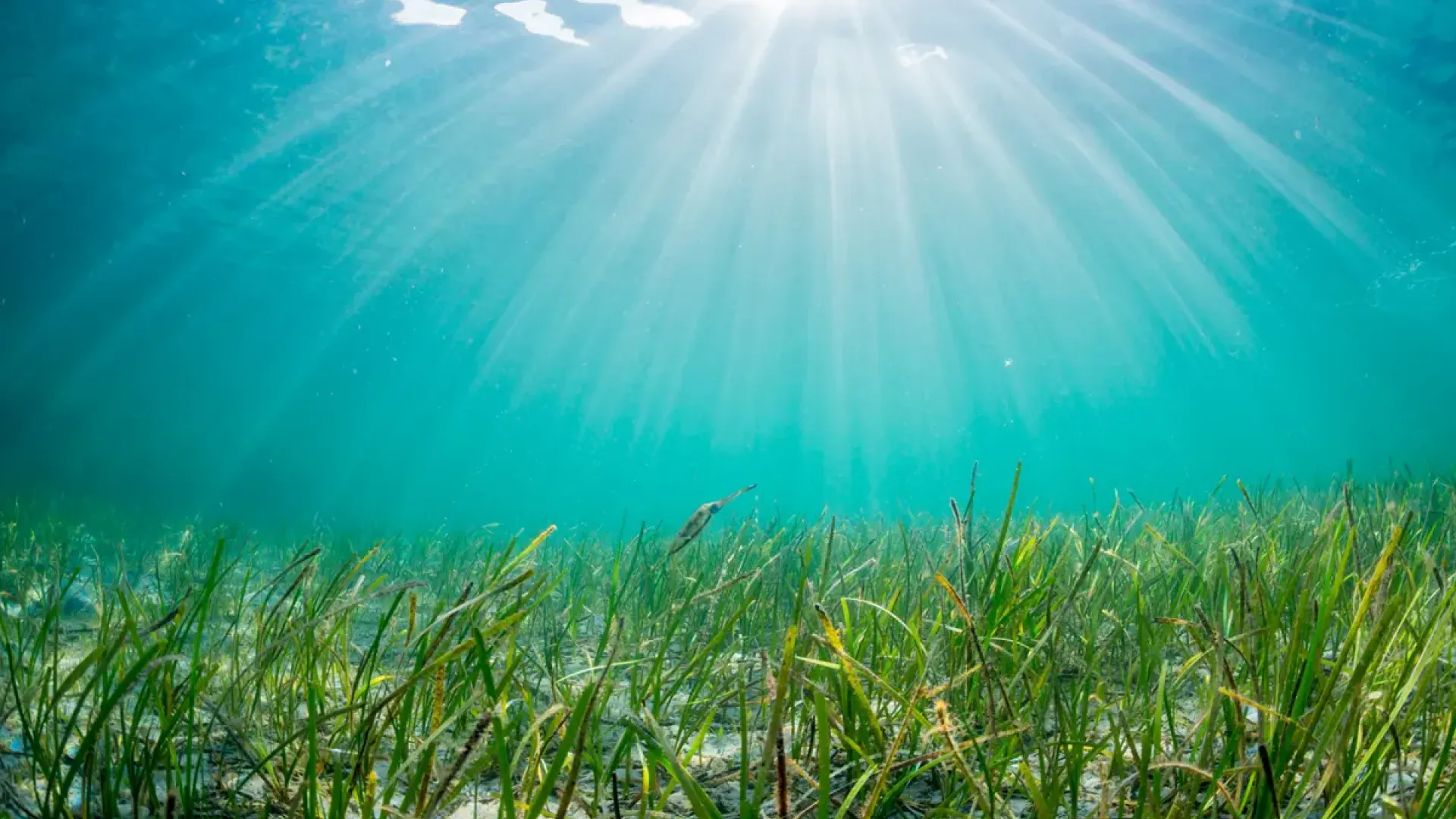 Marine Communities