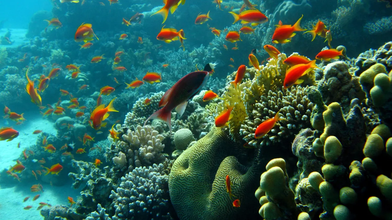fish in coral