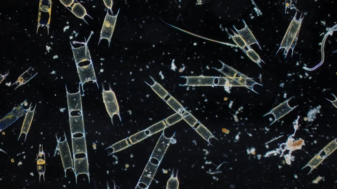 Natural concentrated plankton