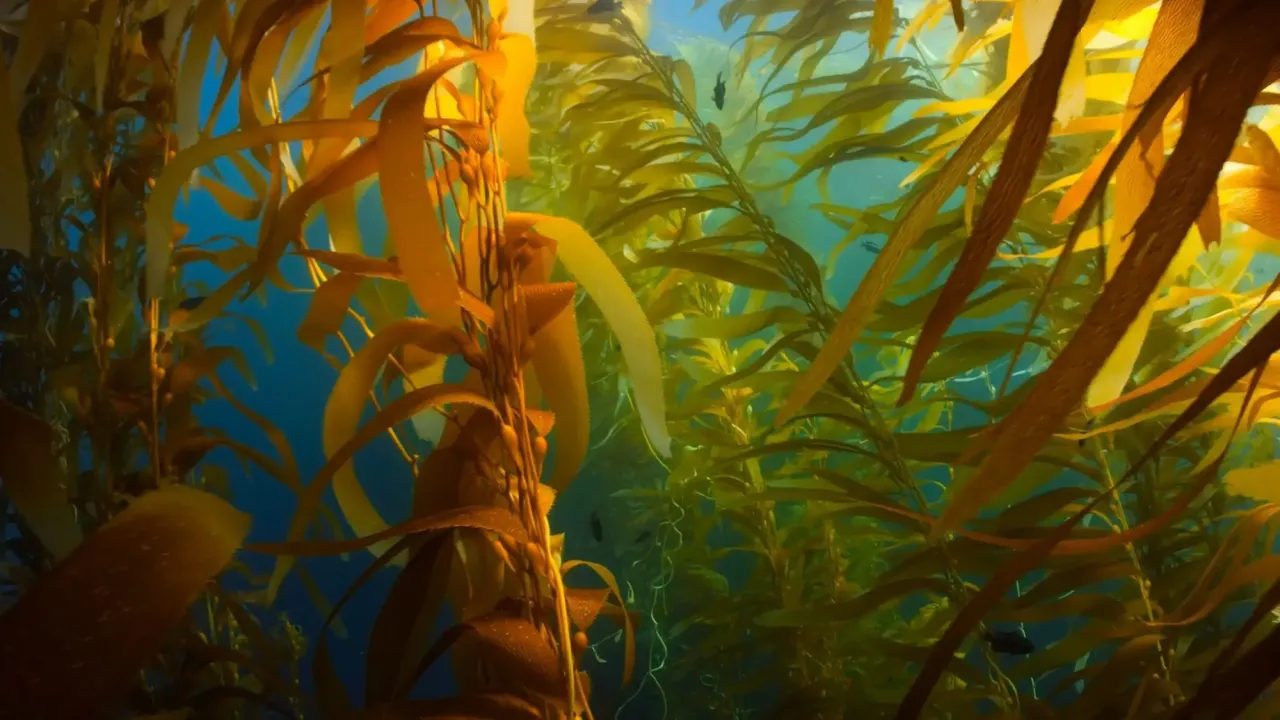 Seaweed forest