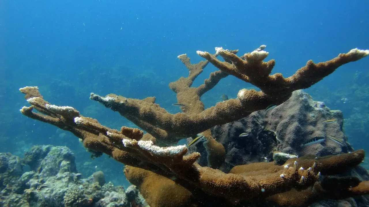 Coral reef in the ocean with small fish