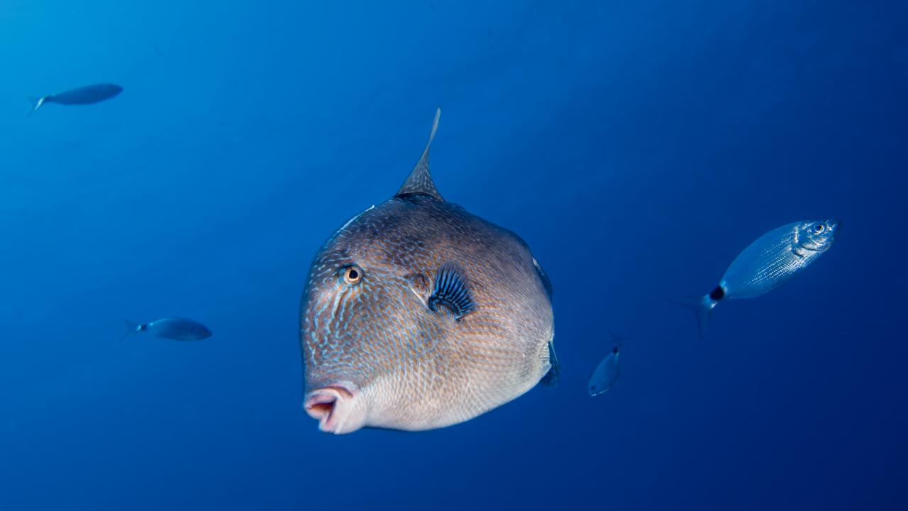 Grey Triggerfish
