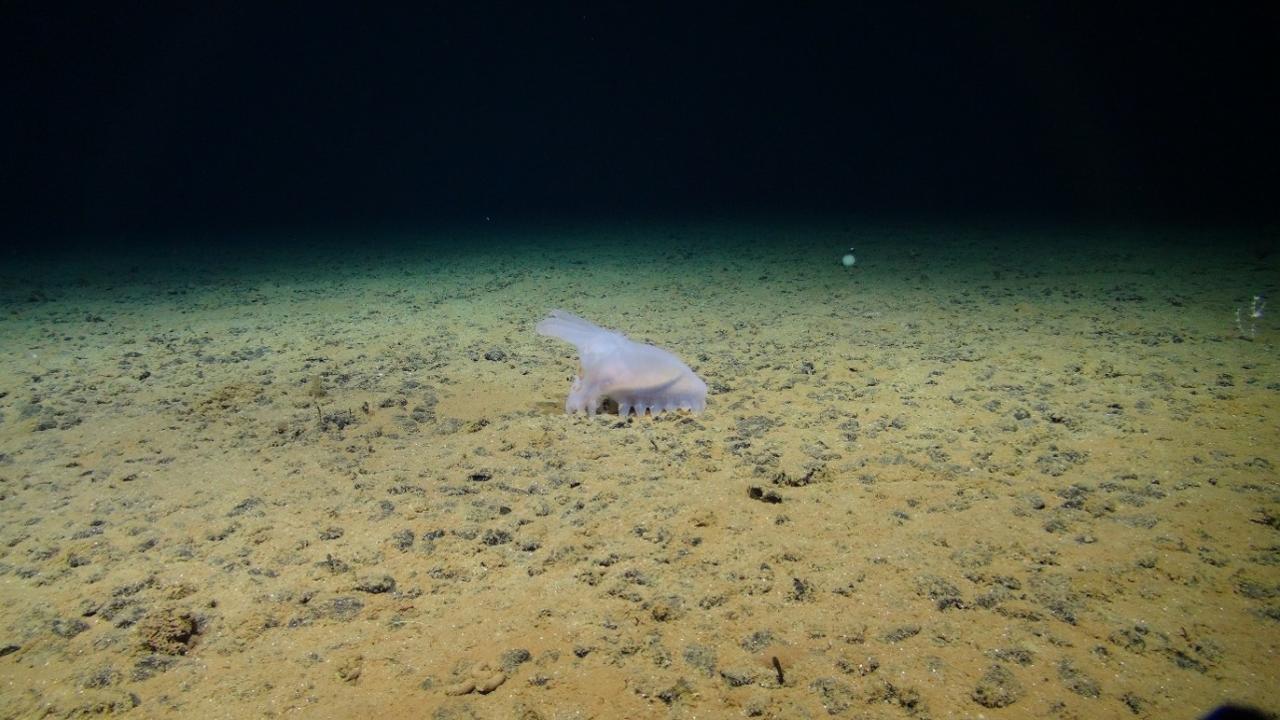 An abyssal sea cucumber moves across a field of polymetallic nodules in the abyssal plain of the Clarion Clipperton Zone.