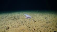 New study reveals how deep-sea animals may help sustain critical ocean habitats