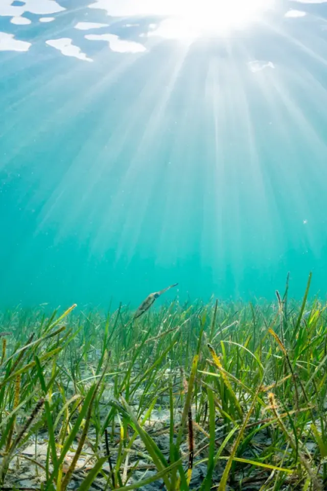 Marine Communities