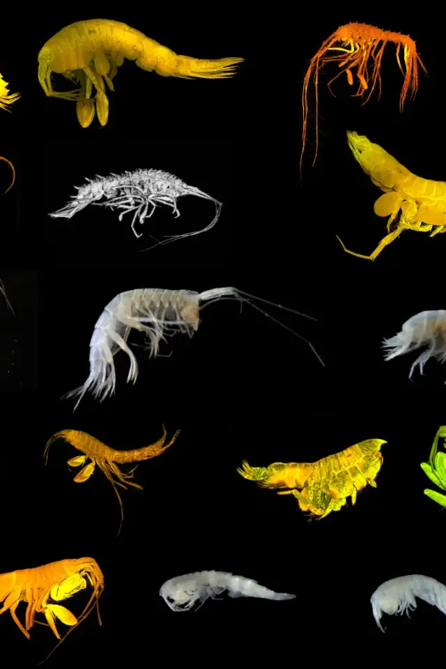 Naming Species