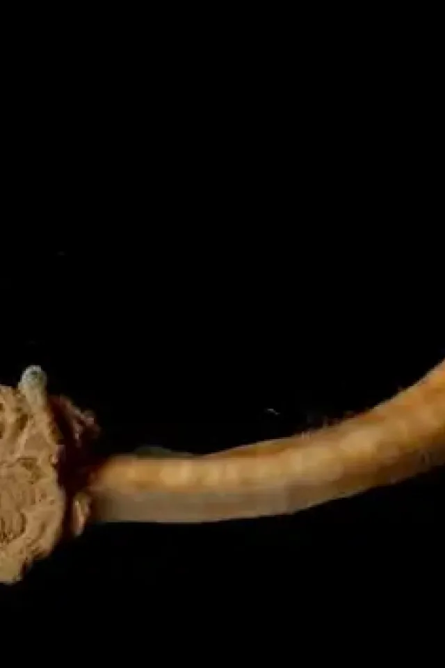 Abyssal Acorn Worms