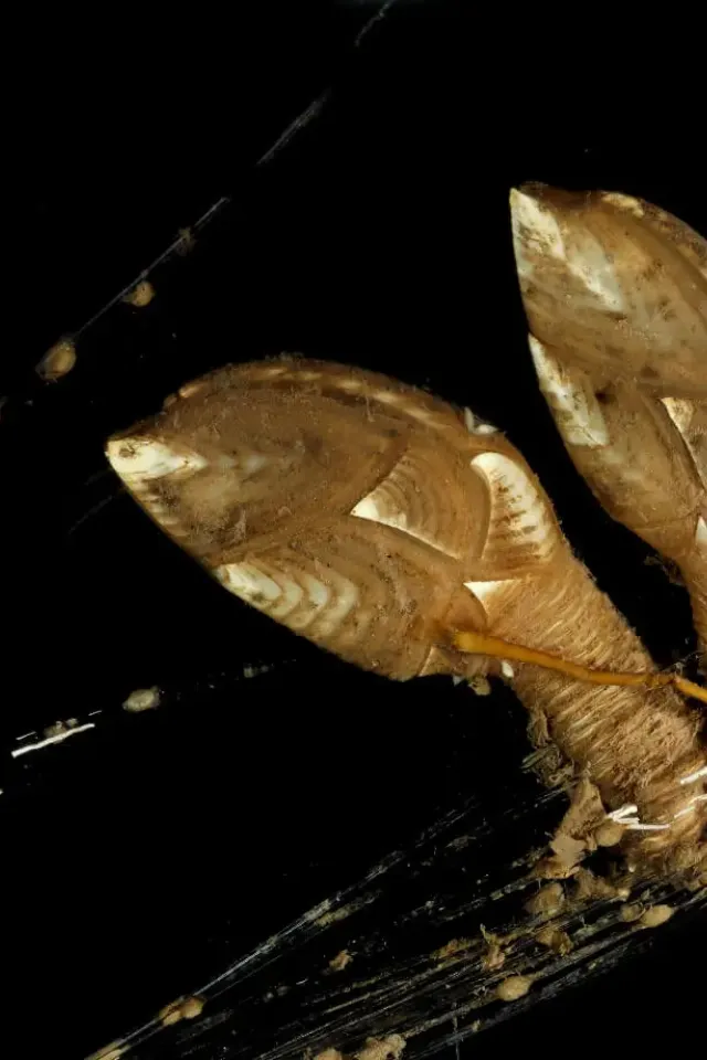 Goose Barnacle Bonanza