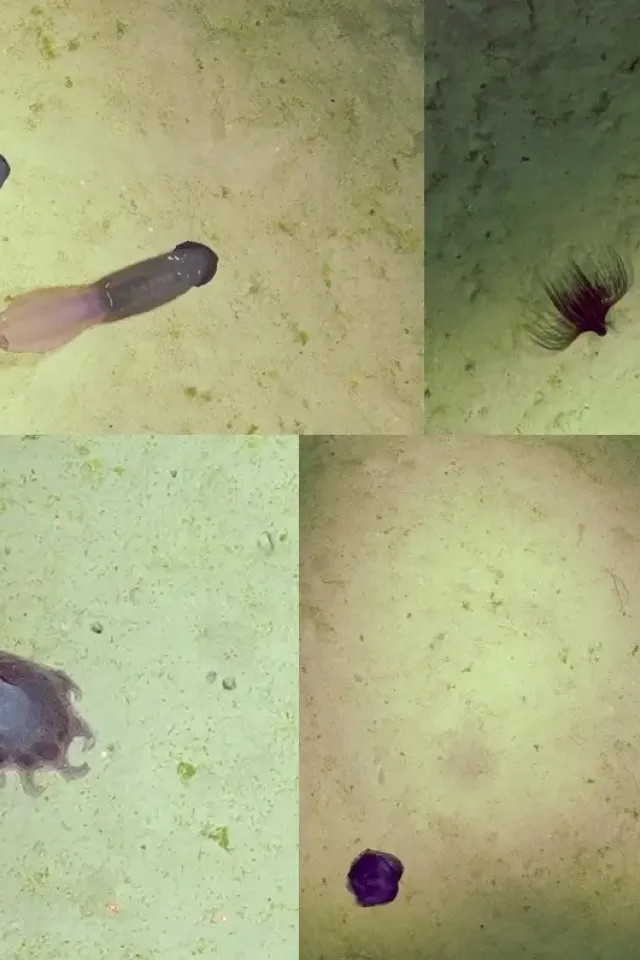 Updates From the Field