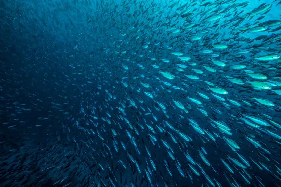 How do earthquakes help us understand ocean chemistry and life?