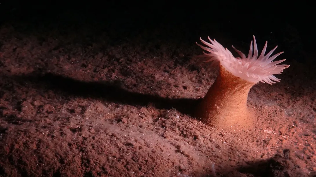 Biodiversity