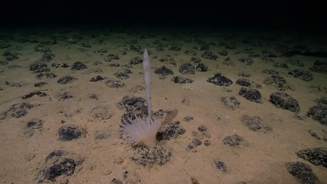 Deep-sea biodiversity in the CCZ