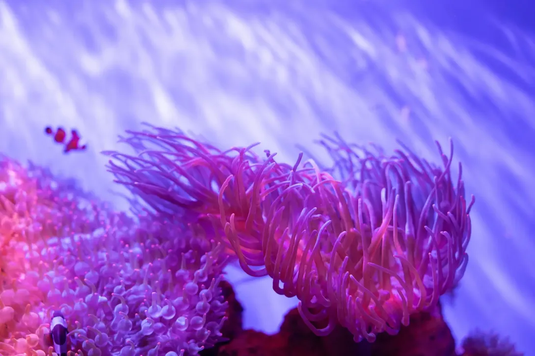 Life in the Ocean