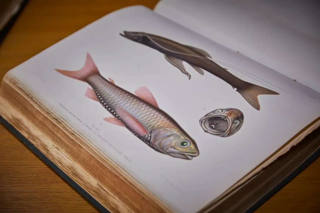 Fish drawings from the library archives